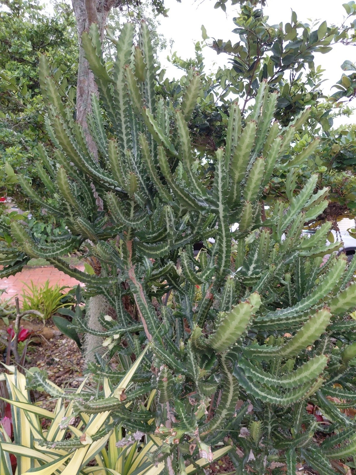 Large Euphorbia lactea ‘Candelabra’ Milk Stripe Cactus Cutting for Propagation