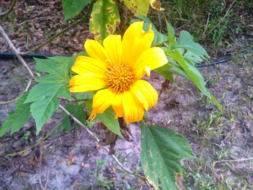 Mexican Tree Sunflower 5 Tithonia diversifolia Cuttings - Fast-Growing Hardy Shrub for Pollinator Gardens
