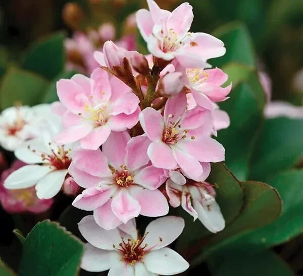 Indian Hawthorn Cuttings – 5 Unrooted Stems for Rooting or Grafting – Rhaphiolepis indica ‘Pinkie’ Evergreen Shrub