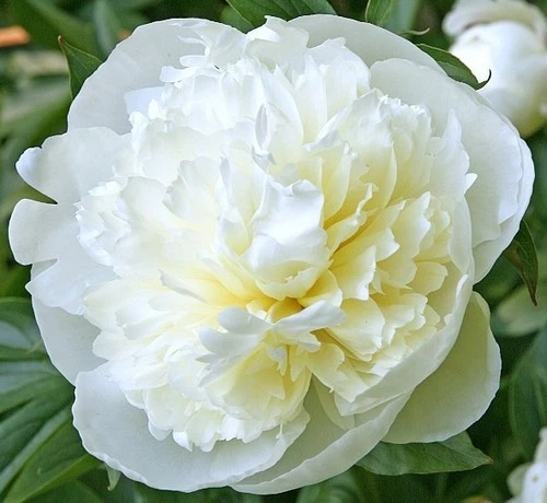 Peony Bare Root Plant – Duchesse de Nemours White Herbaceous Perennial Paeonia lactiflora Zones 3-9