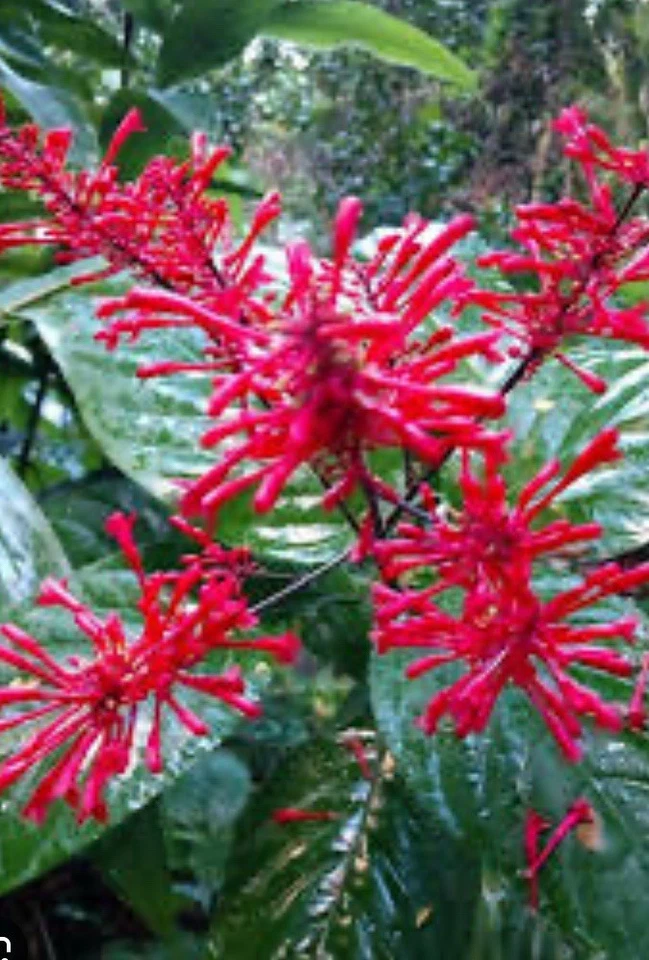 Purple and Red Firespike Cuttings – 6 Live Odontonema strictum Unrooted Shrubs for Garden or Container Planting