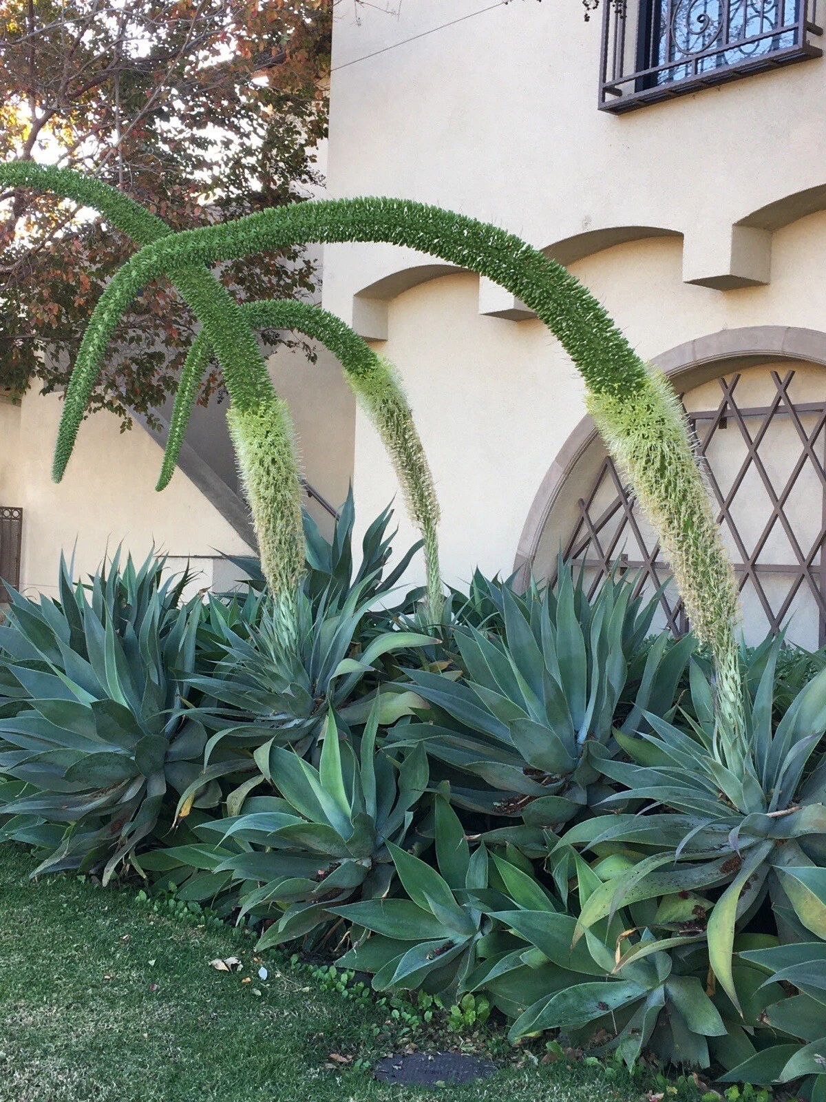 Agave Attenuata Foxtail Succulent Live Plant – 6–8 Inch Green Rosette, Tropical Ornamental Cactus for Outdoor or Container Growing