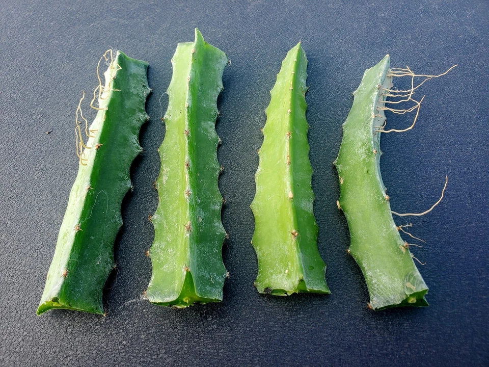 Red Flesh Dragon Fruit Cuttings 6 Inch Rooted Hylocereus spp. Pitaya Cactus for Planting