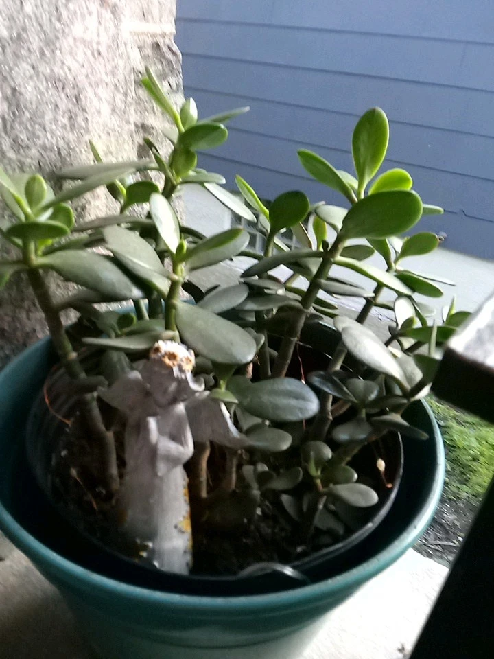 Succulent Cutting 4 Inch Green Jade Crassula ovata Houseplant Propagation Unrooted
