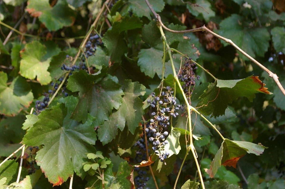 Wild Grape Vine Cuttings – 5 Unrooted Organic Vitis spp. Climbing Plant for Outdoor Propagation