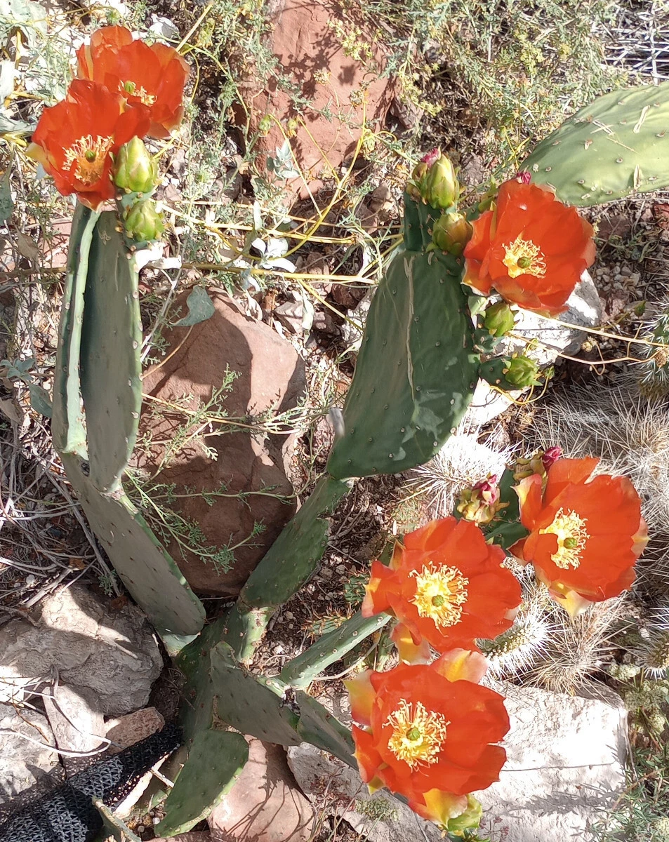 Opuntia Orange Julius Spineless Cactus Pad – Large Live Prickly Pear Variety with Orange Flowers for Garden or Container Growth