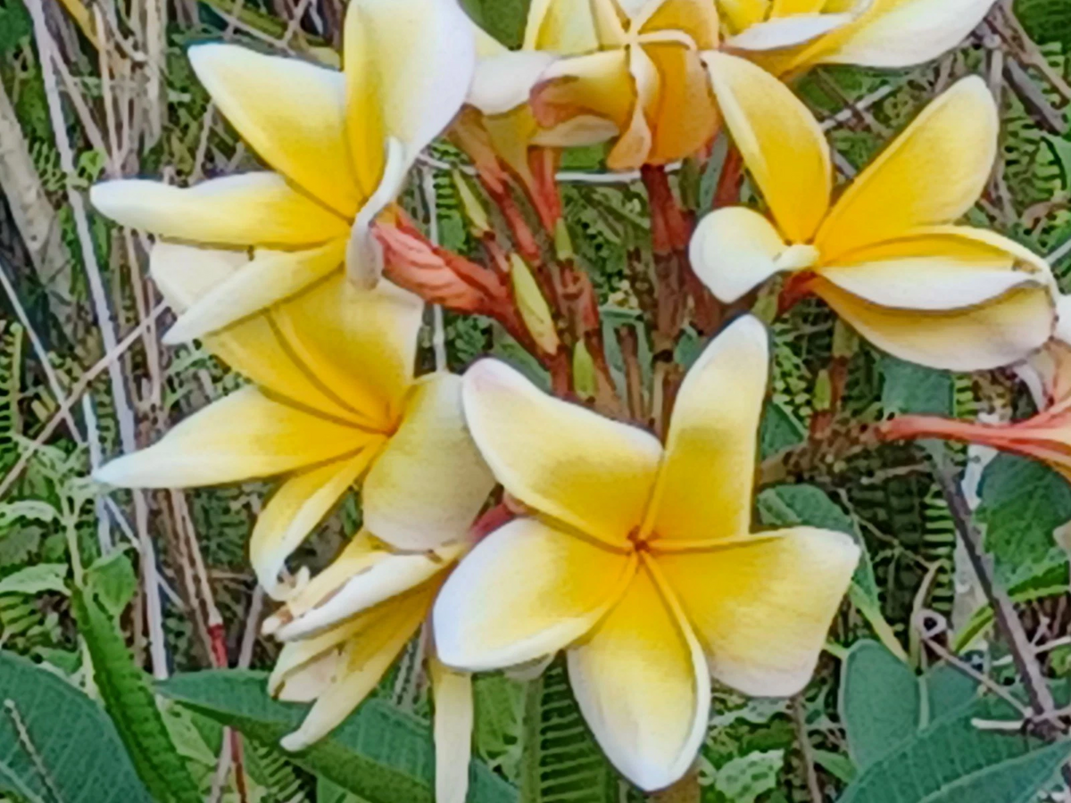 Plumeria Cuttings – Live Unrooted Frangipani Stems for Planting and Propagation