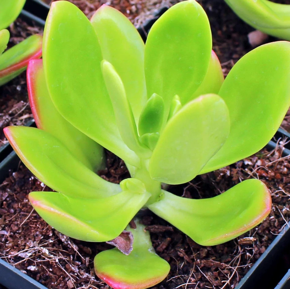 Succulent Live Plant 2 Inch Pot Green Apple Sedum Sedum praealtum Indoor Outdoor Fleshy Foliage