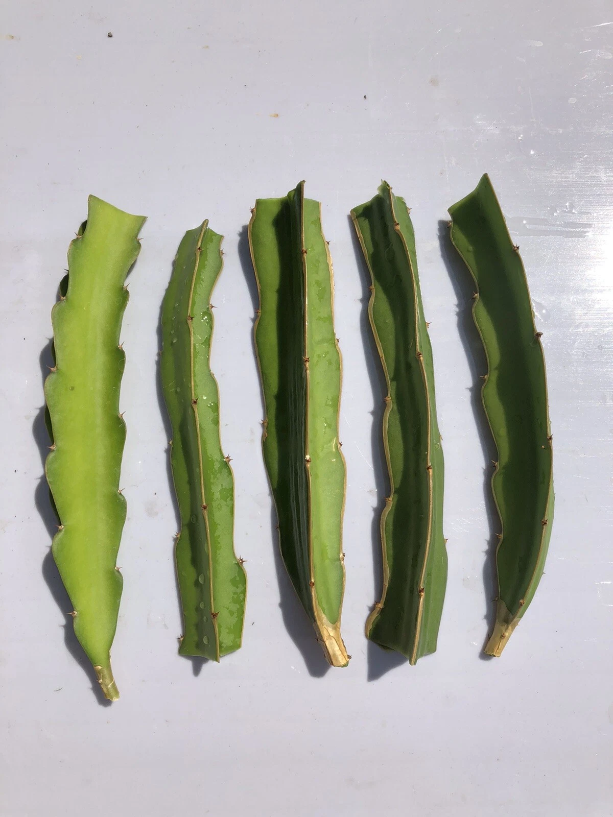 White Dragon Fruit Cuttings – 5 Fresh Unrooted White Pitaya Cactus Ready to Plant