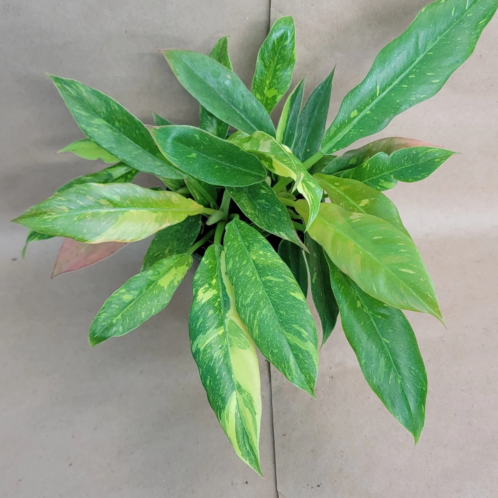 Philodendron Ring of Fire Variegated Live Plant – 6-Inch Potted Tropical Aroid with Colorful Foliage