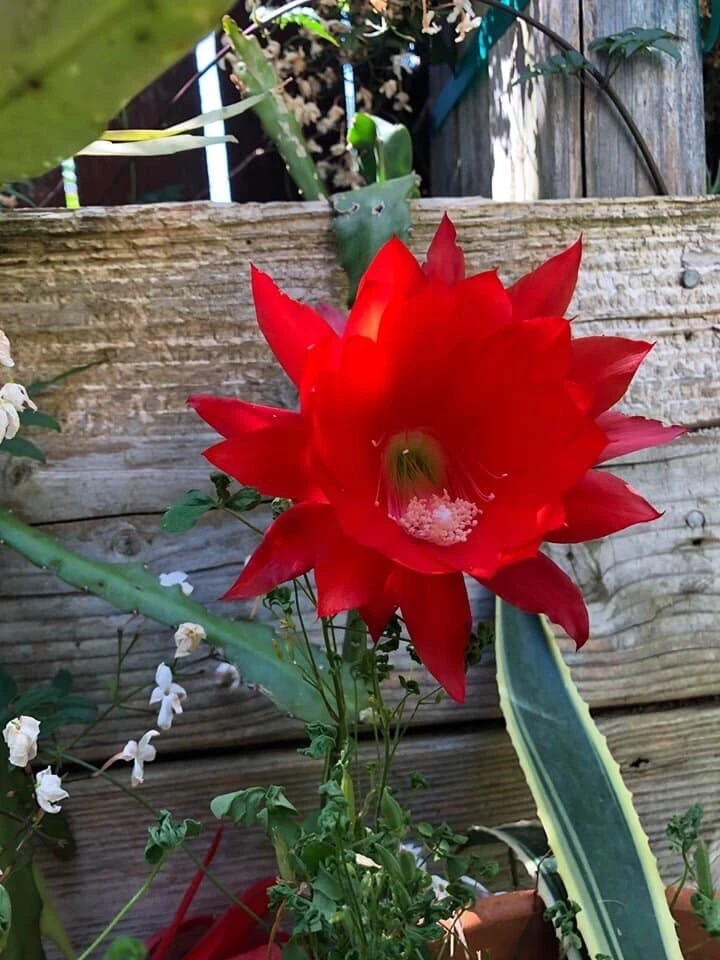 Red Epiphyllum ackermannii Orchid Cactus Cuttings – 3 Unrooted Stems for Propagation, Bright Red Flowers, Tropical Epiphytic Cactus