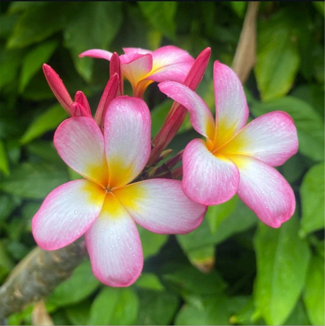 Pink Mist Plumeria Rooted Cutting – 12 Inch Tropical Frangipani Plant with 3 Growing Tips