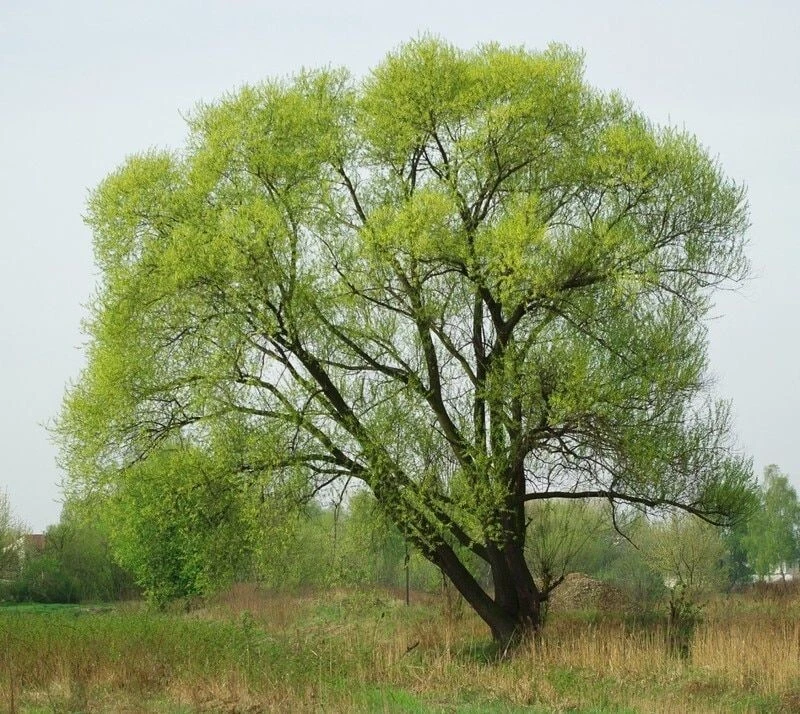 Black Willow Tree Cuttings – 5 Salix nigra Native Fast-Growing Propagation Stock for Landscaping and Water Edges