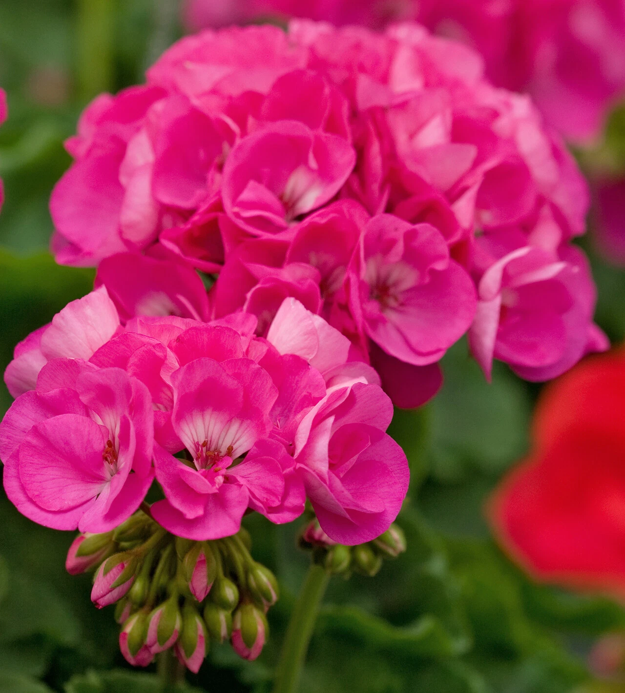 Double Pink Geranium Cuttings – 4 Unrooted Pelargonium Stem Propagation Plants with Large 5-Inch Blooms