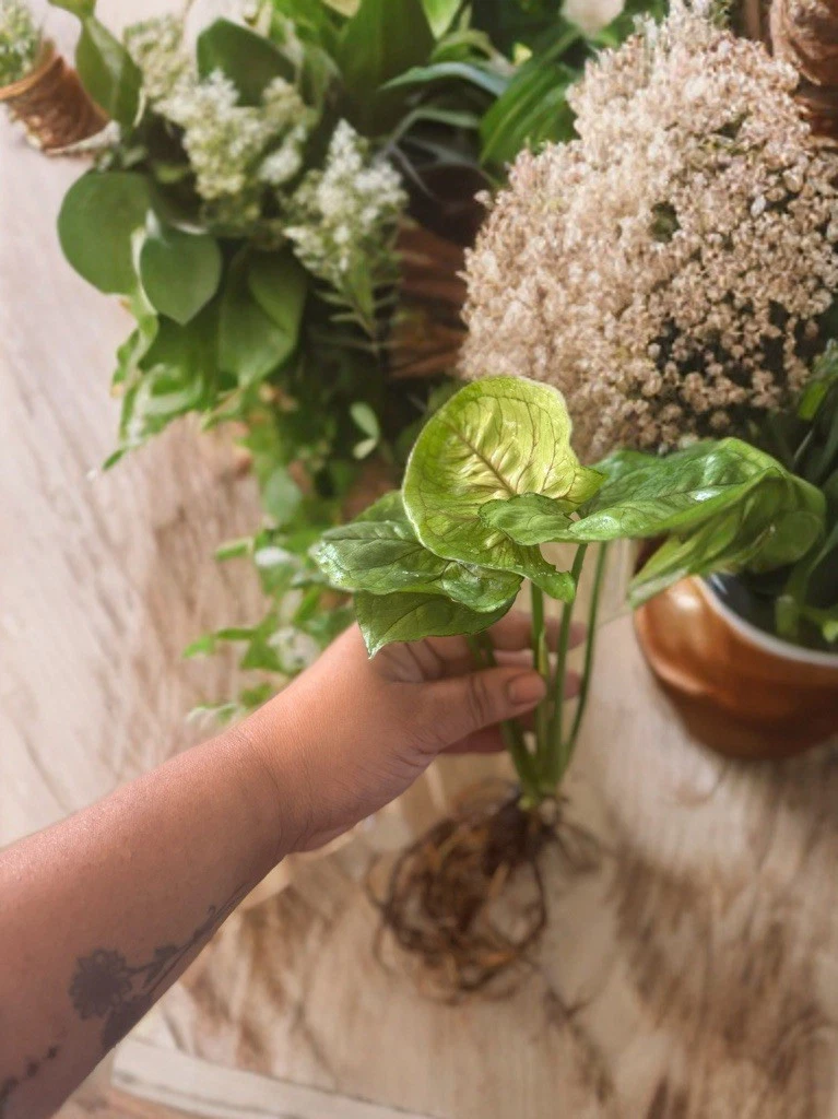 Rooted Syngonium ‘Berry Allusion’ Leaf Cutting – Pink-Tinted Arrowhead Vine, Indoor Houseplant, Easy Care, Decorative Foliage Plant