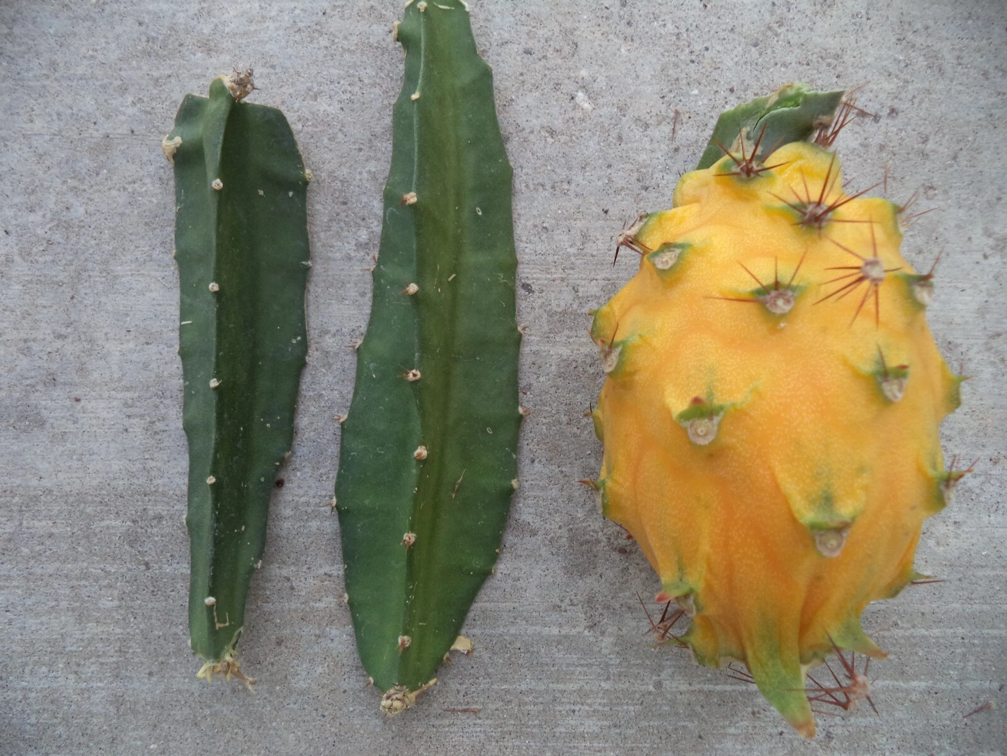 Yellow Dragon Fruit Cutting – Palora Variety – 3-4 Inch Live Rooting Plant for Growing Pitaya, Tropical Fruit Cactus, Hylocereus megalanthus