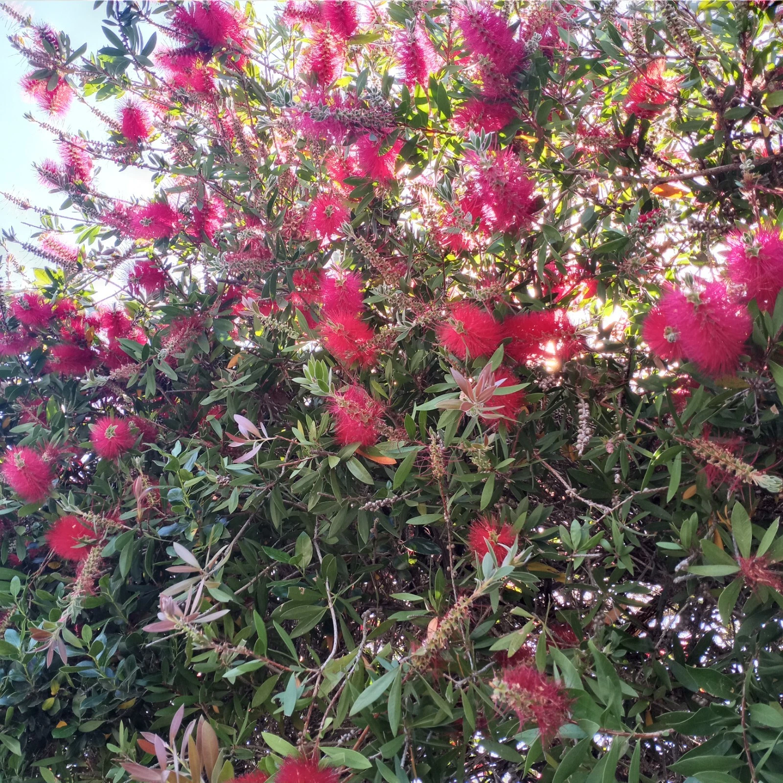 Crimson Bottlebrush Cuttings - Callistemon citrinus, 4-6 Inch Unrooted Propagation Planting Material