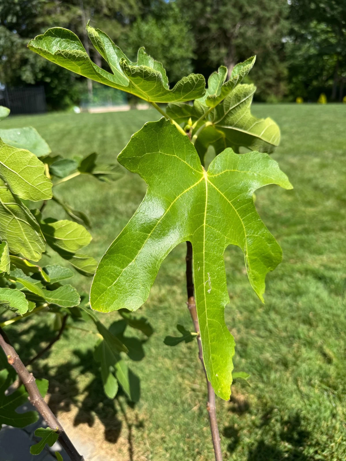 Lattarula Fig Cuttings – Unrooted Ficus carica Propagation for Garden or Container Planting