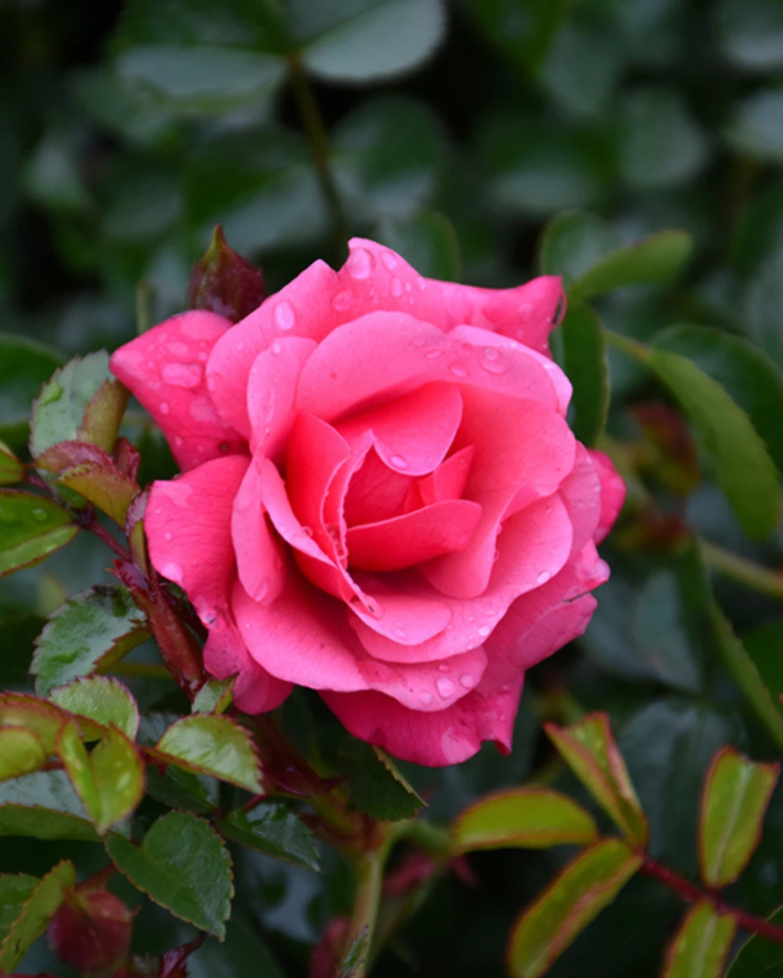 Flower Carpet Pink Rose Cuttings – 3 Unrooted Stem Propagation Material Rosa spp.