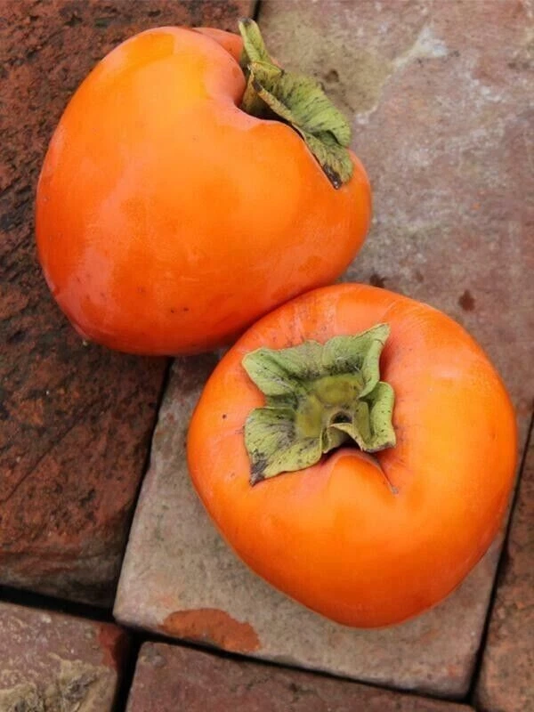 Hachiya Persimmon Tree Cuttings – 4 Unrooted Stem Propagation Material Diospyros Kaki