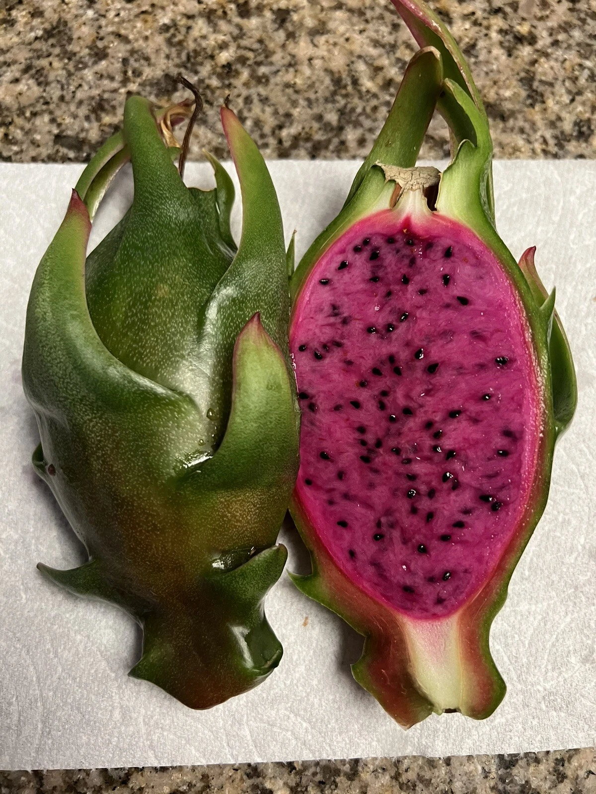 Asunta-X Dragon Fruit Cuttings 4 Pack – Live Hylocereus AX Hybrid for Growing Pitaya Plants
