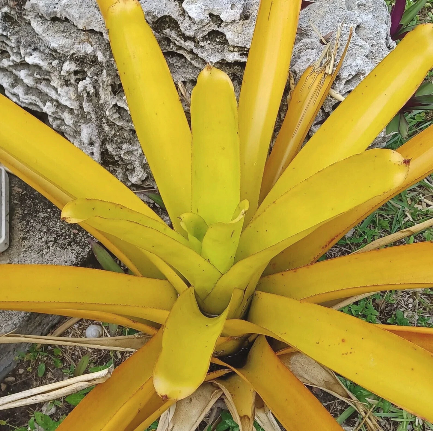Aechmea Lemon Blanchetiana Bromeliad Pup | Bright Yellow Full-Sun Tropical Plant