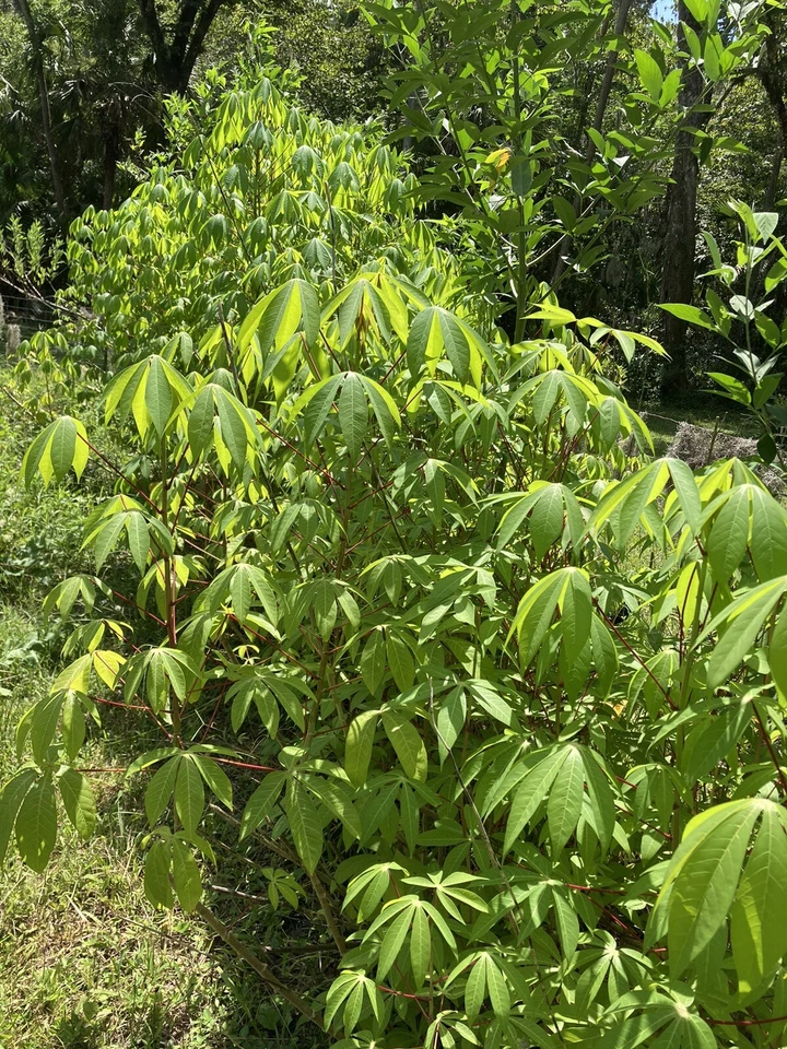 Cassava Yuca Stem Cuttings – 5 Healthy Manihot esculenta Stems for Planting, Rooting Support, Tropical Root Crop, Edible Garden
