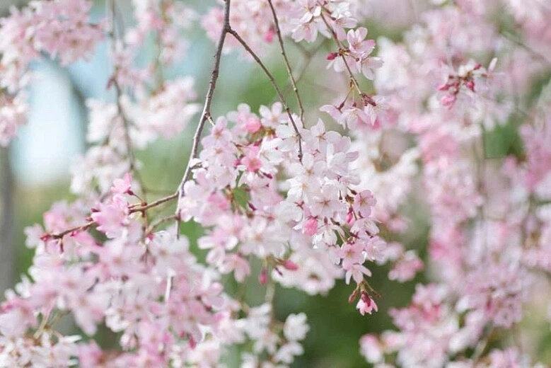 Japanese Flowering Cherry Cuttings – 12 Unrooted Prunus serrulata Propagation Material for Rooting and Garden Planting