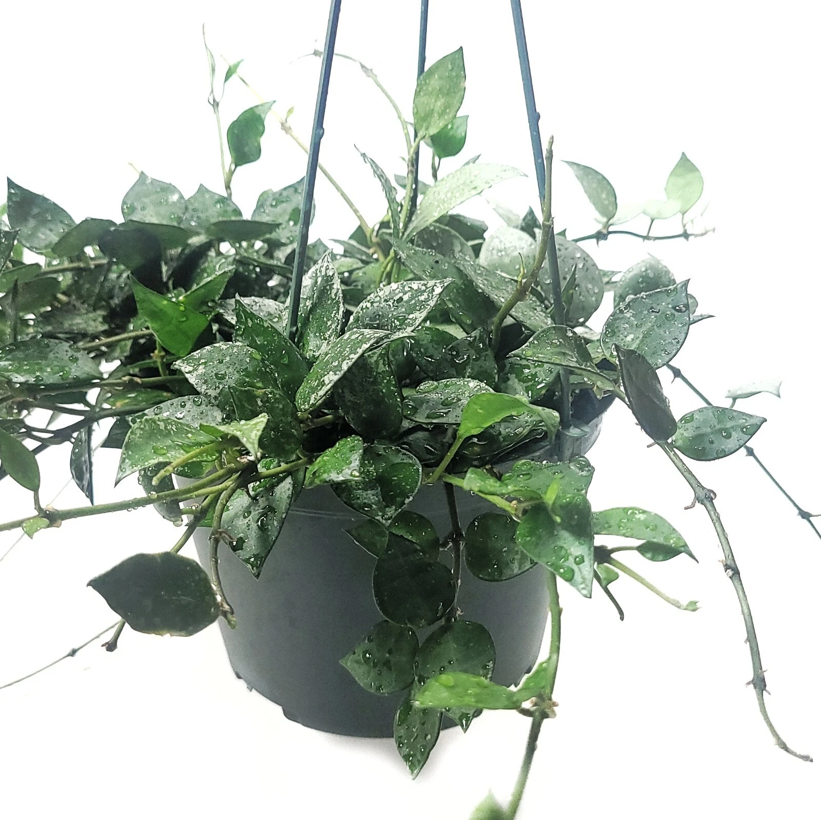 Hoya Krohniana Eskimo House Plant – Silver Variegated Trailing Vine, 6-Inch Potted Indoor Plant