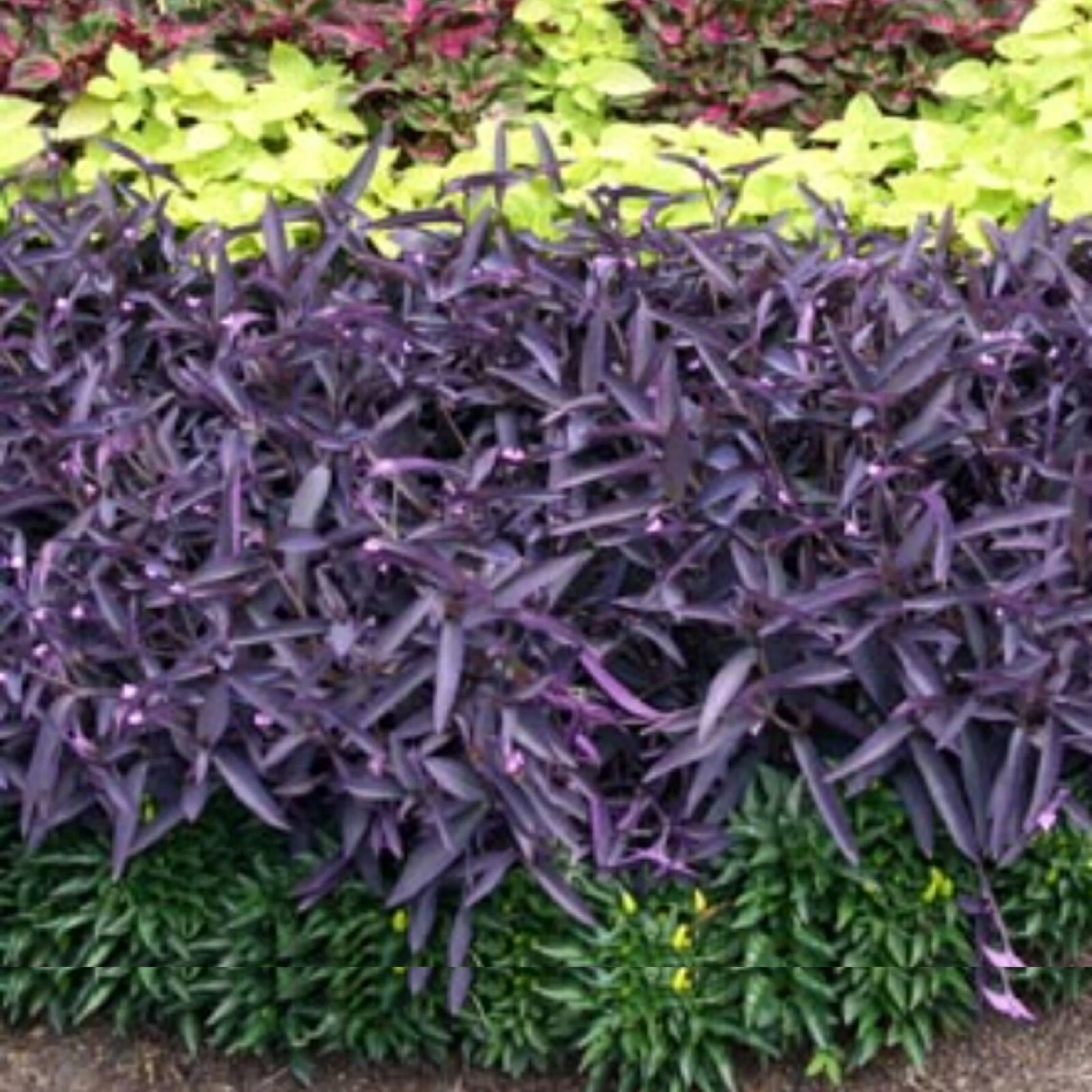 Wandering Jew Purple Cuttings – 10 Live Tradescantia pallida Plant Cuttings for Indoor & Outdoor Gardening