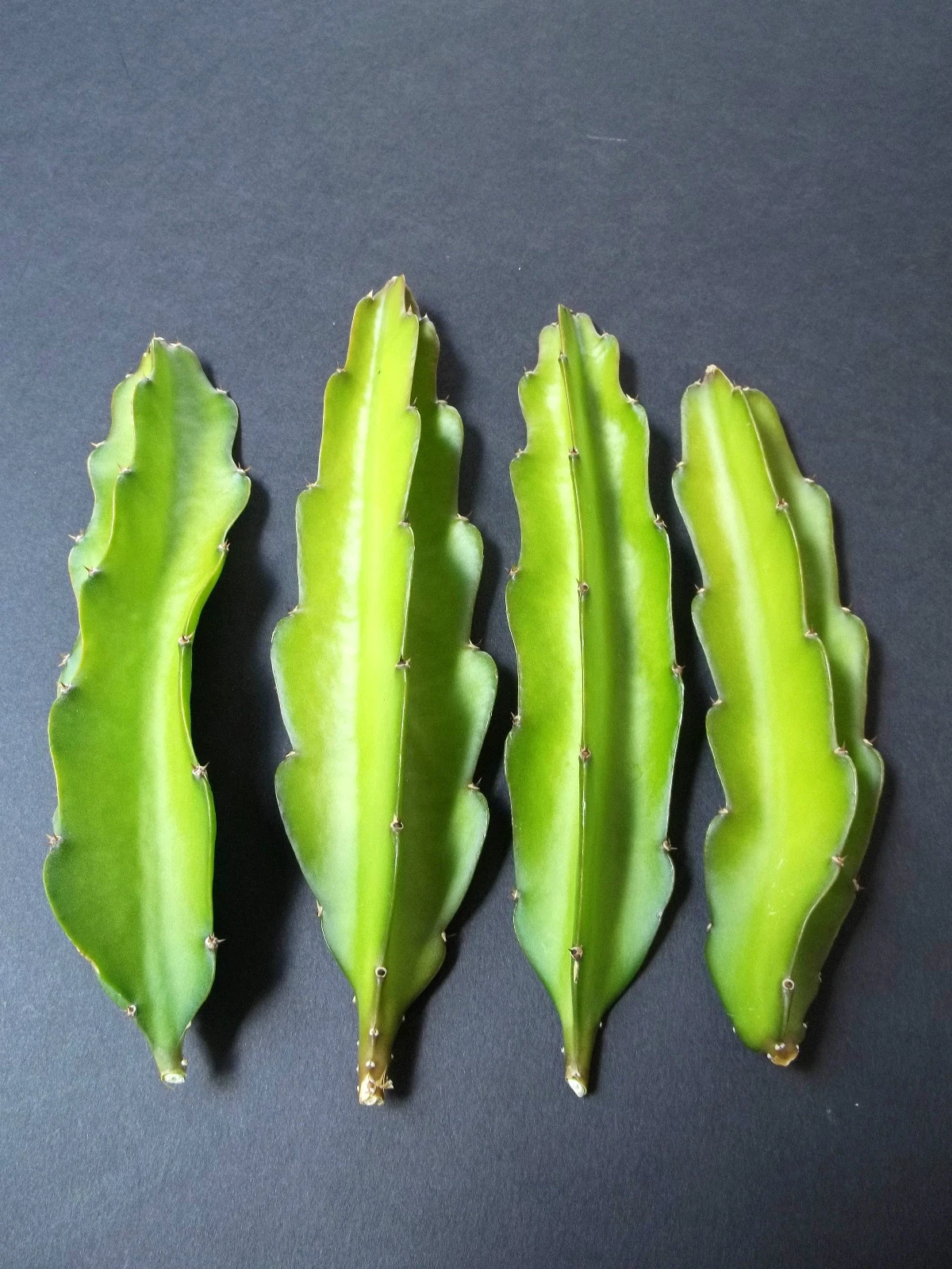 Grafting Stock Cuttings – 5 Unrooted Hylocereus undatus & Pereskiopsis Cactus Stems for Propagation