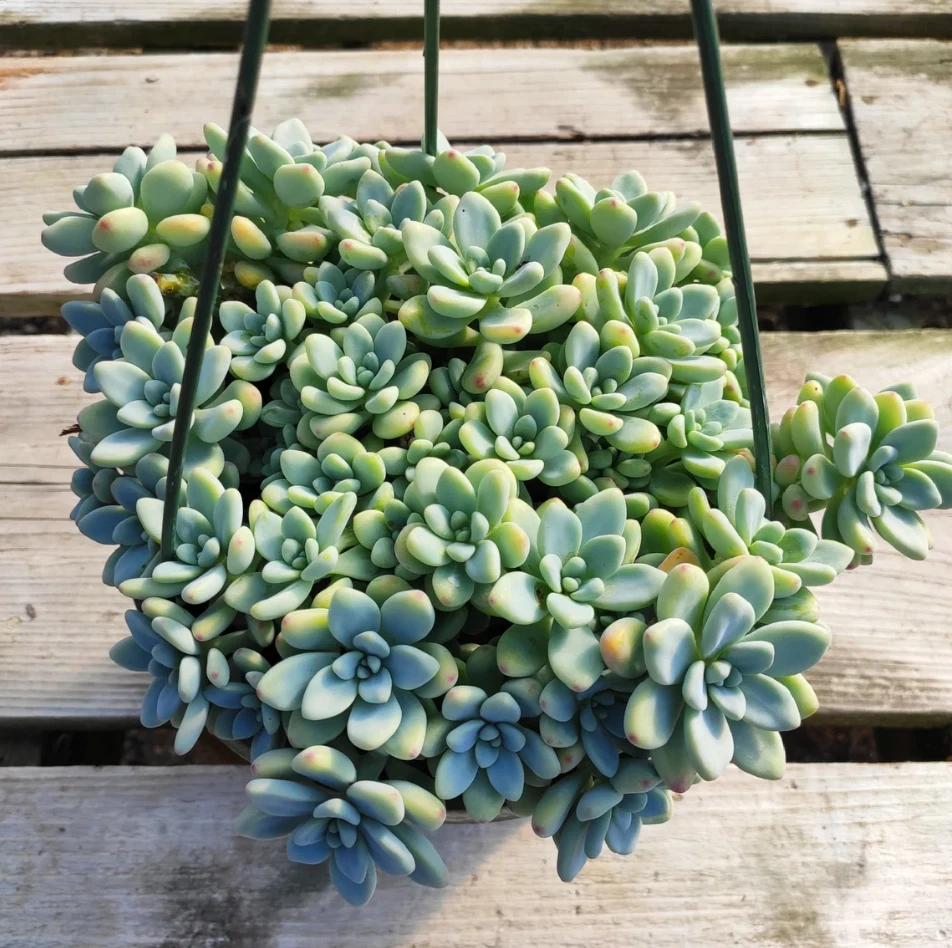 Sedum clavatum Succulent Live Plant in 2 Inch Pot – Compact Blue-Green Rosette for Indoor and Outdoor Gardens