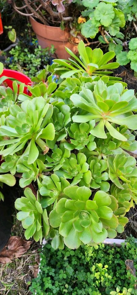 Succulent Cuttings - 2 Unrooted Aeonium arboreum Rosette Stems for Propagation and Planting
