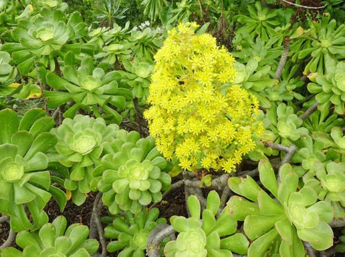 Succulent Cutting, 15 cm, Green Rose Aeonium arboreum, Unrooted Rosettes for Propagation