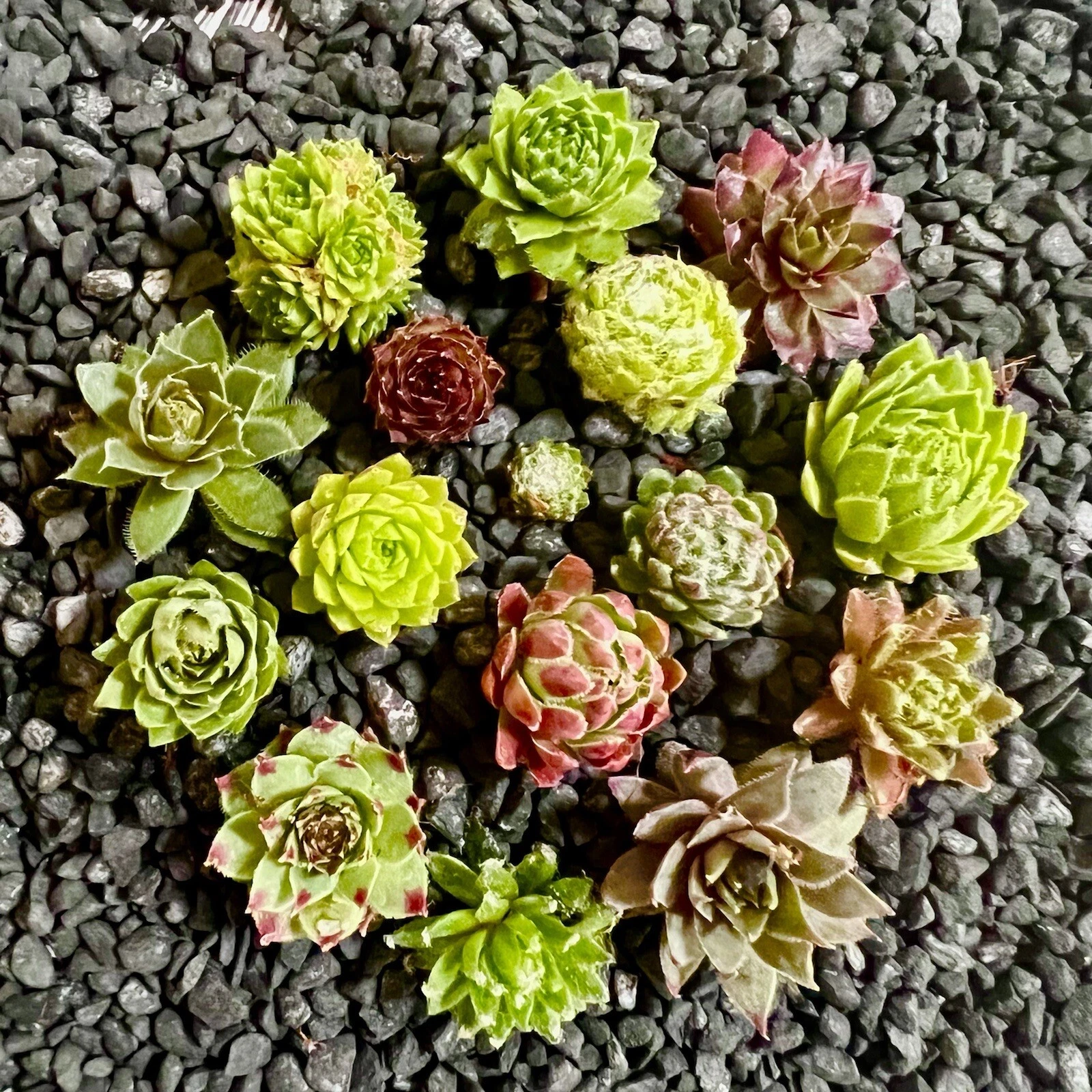Baby Sempervivum Hens & Chicks Set – 10 Varieties, Hardy Succulents, Live Outdoor Indoor Plants, Drought-Tolerant Rosette Succulents