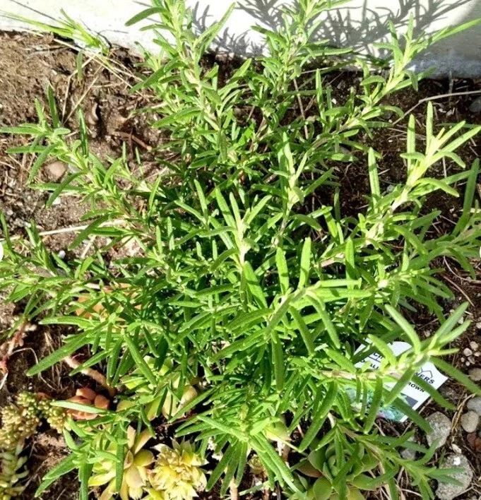 Rosemary Live Cuttings – 5 Unrooted Salvia rosmarinus Herb Cuttings for Propagation