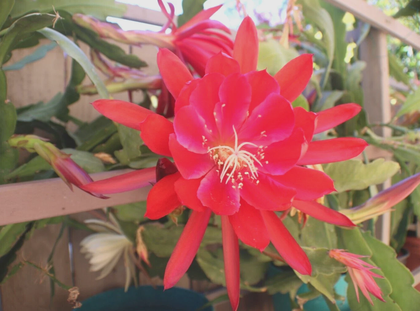 Epiphyllum Orchid Cactus Cuttings – 3 Live Unrooted Propagation Cuttings, 8–12 Inches, Mixed Cultivars Including Lily Voodoo