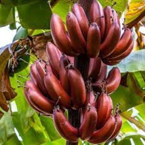Banana Tree Starter Plant – Small Rooted Tropical Musa Bordelon for Garden or Container Growing