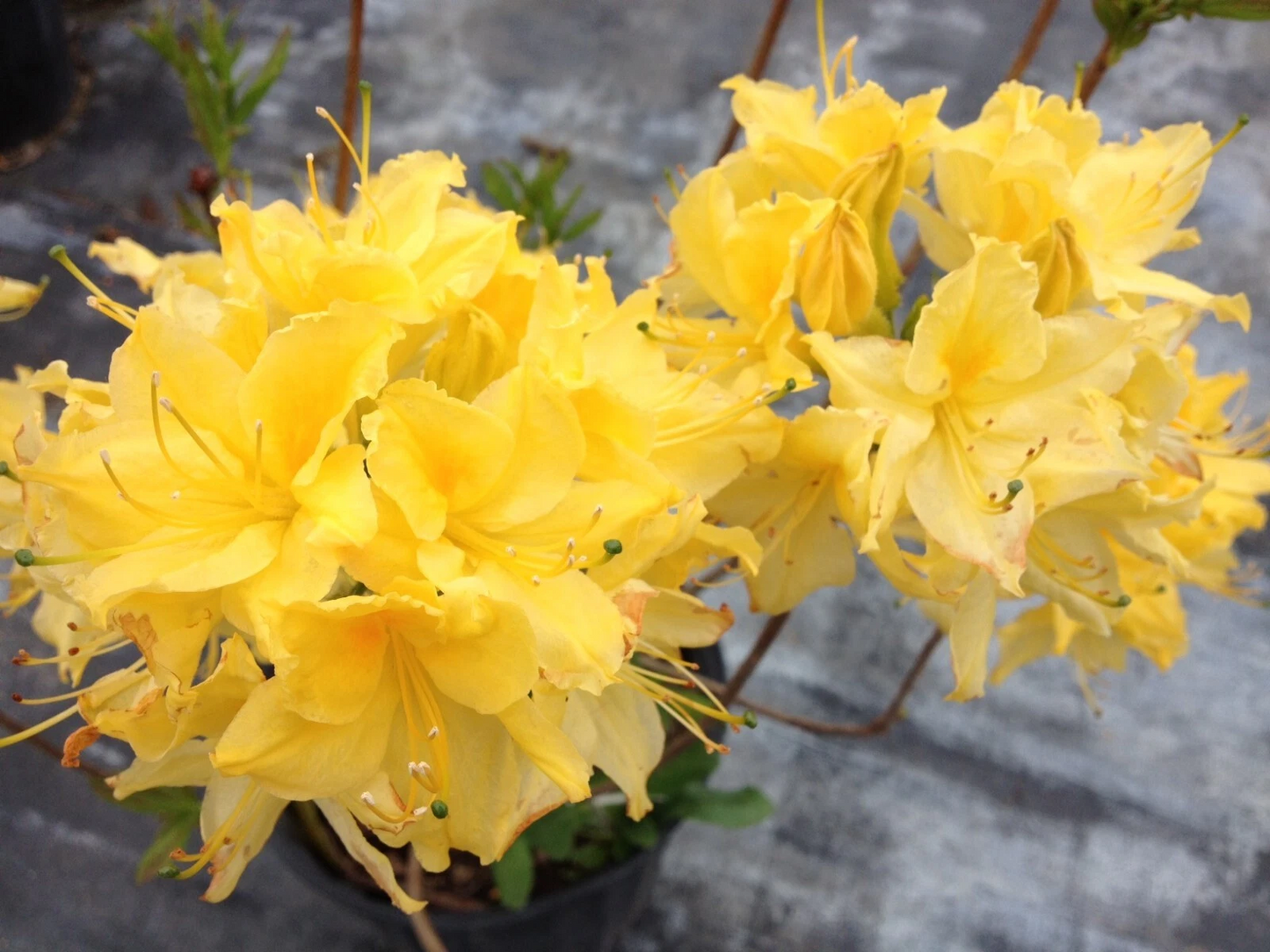 Lemon Lights Azalea Starter Plant – Rhododendron ‘Lemon Lights’ Live Small Shrub, Aromi Series, Deciduous, Pale Yellow Flowers