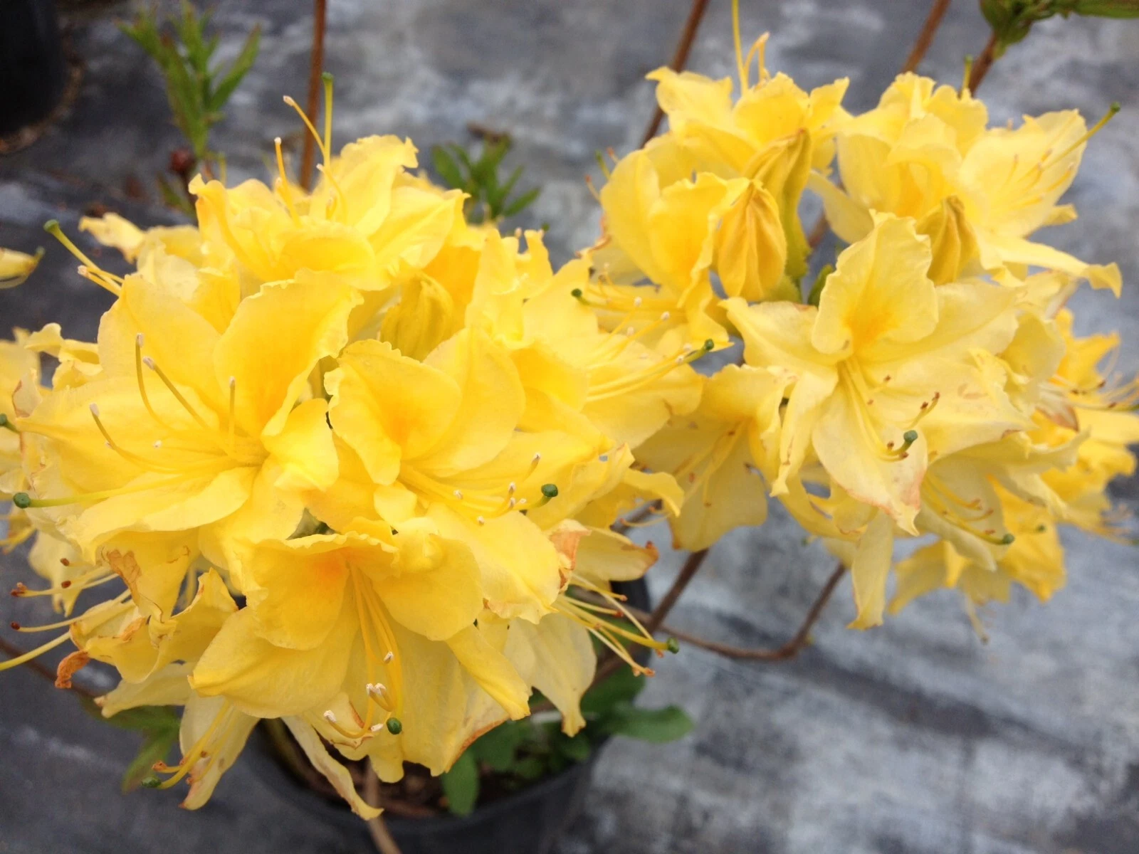 Lemon Lights Azalea Starter Plant – Rhododendron ‘Lemon Lights’ Live Small Shrub, Aromi Series, Deciduous, Pale Yellow Flowers