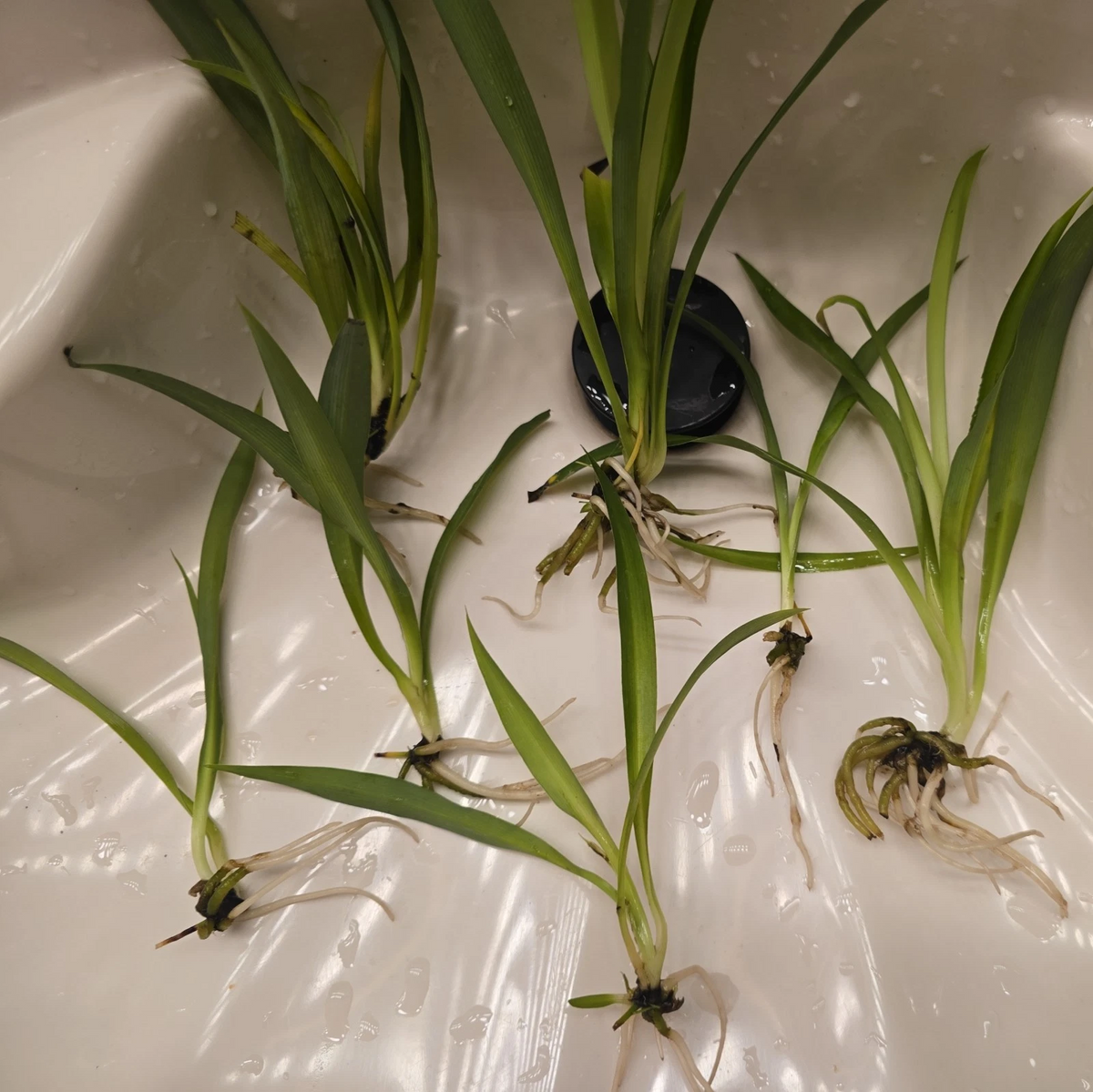 4 Green Spider Plant Pups - Non-Variegated Chlorophytum Live Rooted Cuttings for Easy Indoor Growing