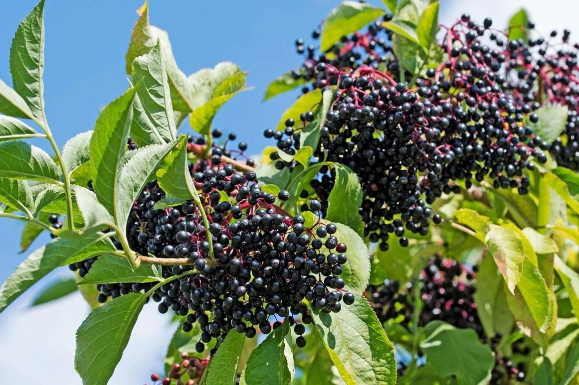 Elderberry Hardwood Cuttings Set of 10 | Sambucus canadensis Johns & Adams Cultivars for Propagation