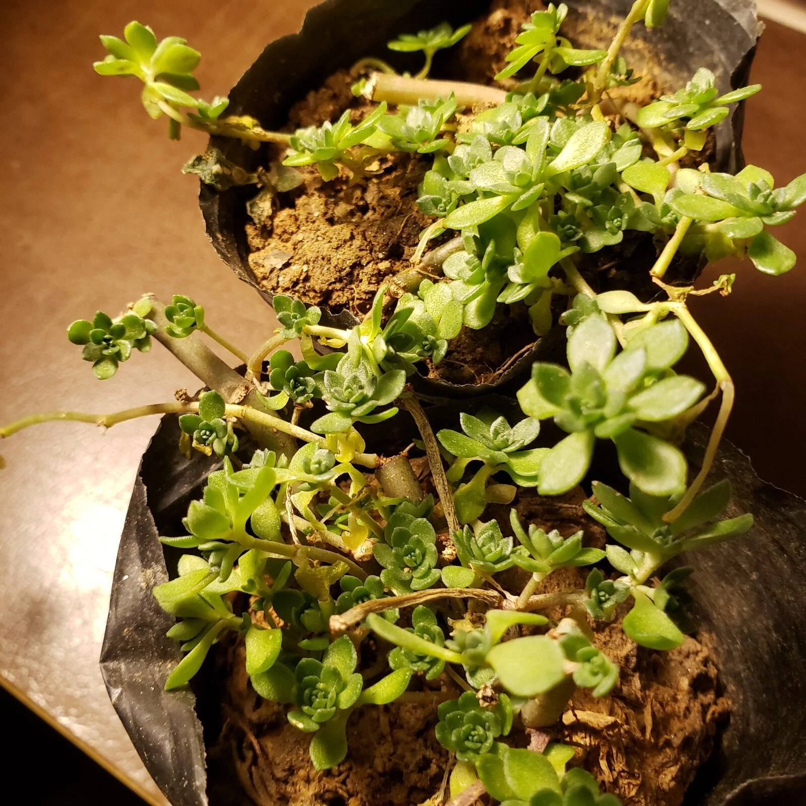Sedum Sarmentosum Plant – Gold Moss Stonecrop – Live Potted Perennial Succulent Groundcover – Edible, Drought Tolerant, Bright Green Foliage