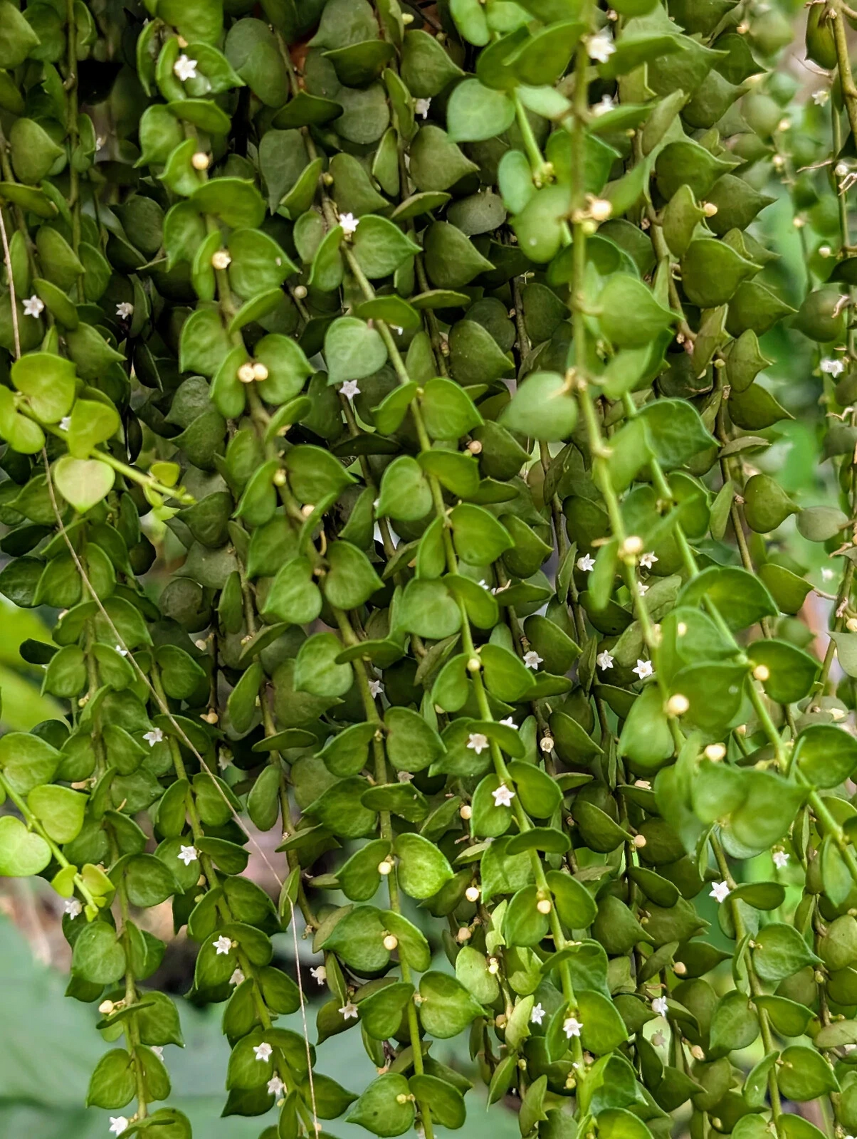Dischidia ruscifolia Cutting – Million Hearts Plant Unrooted Vine for Propagation