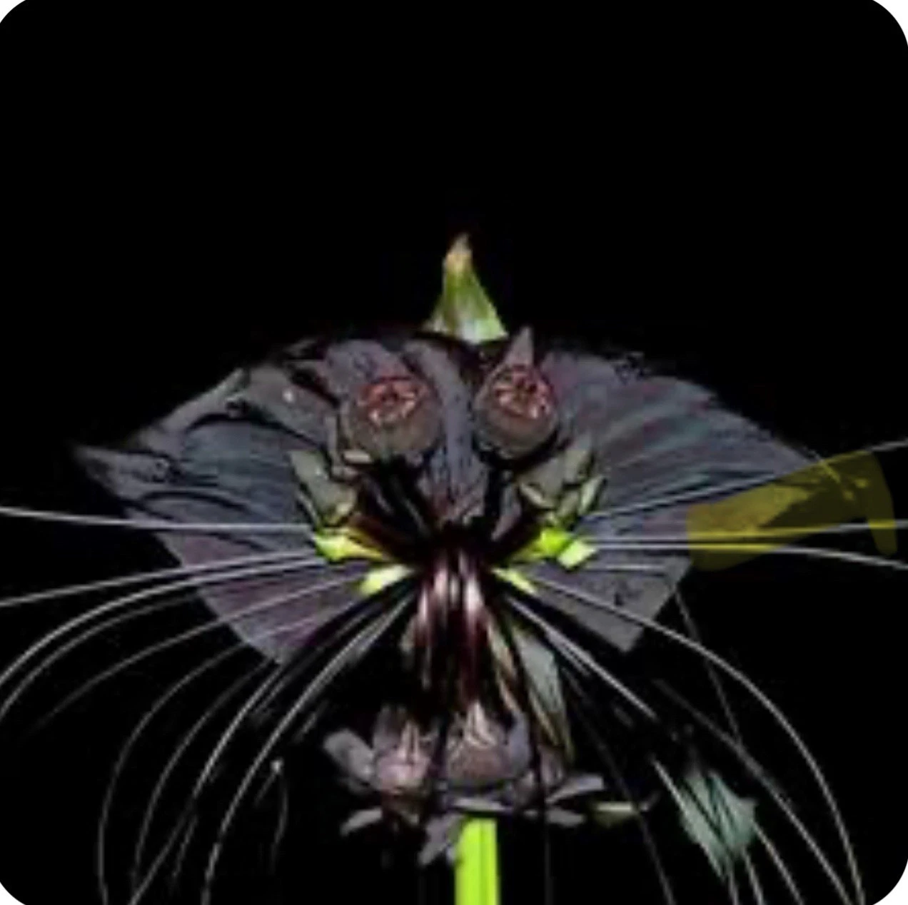 Black Bat Flower Starter Plant, Tacca chantrieri, Tropical Black Lily, Small Rooted Live Plant for Indoor & Tropical Gardens