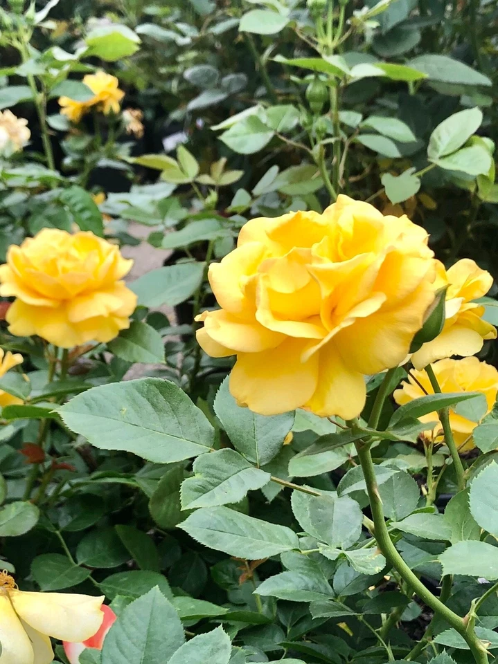 Yellow Texas Rose Cuttings – Unrooted 6–8" Flowering Shrub for Propagation Rosa spp.