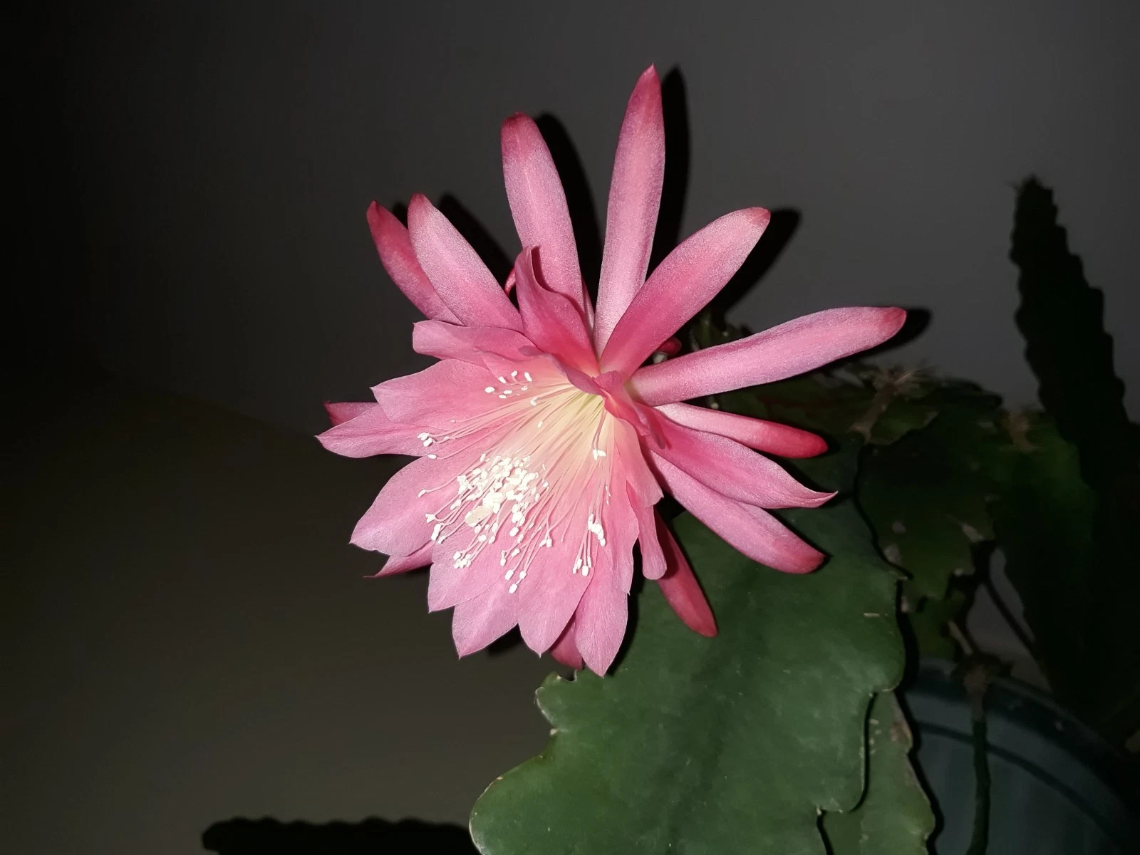 Epiphyllum Orchid Cactus Pink Unrooted Cuttings - Night Blooming Cactus Plant, Trailing Growth, Pink Flowers, Epiphytic Cactus