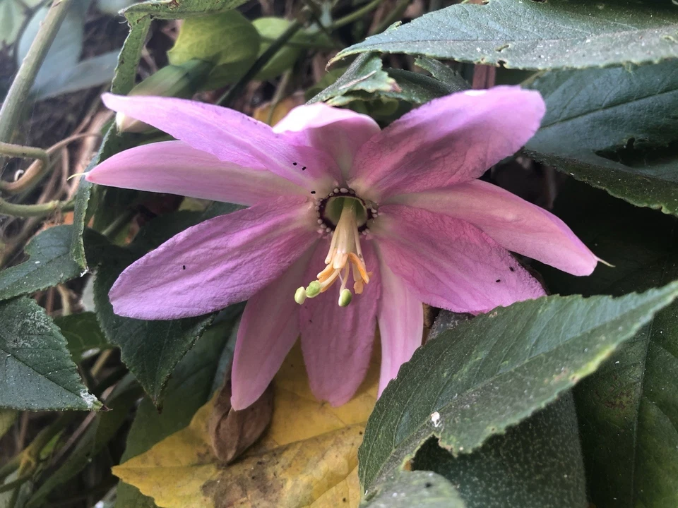 Passiflora tripartita Banana Passionfruit Cuttings – 4 Live Unrooted Climbing Vine Propagation Material
