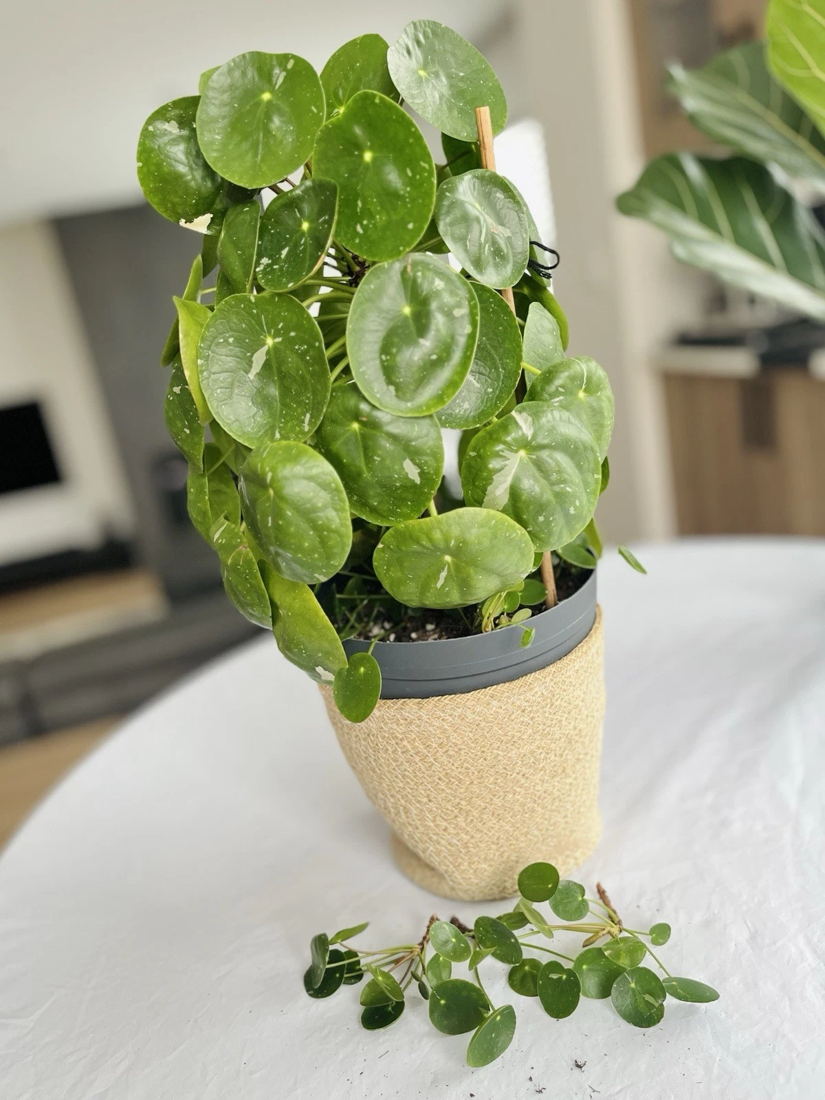 Variegated Pilea Peperomioides Cuttings – White Splash Chinese Money Plant, Unrooted Houseplant Propagation Stems