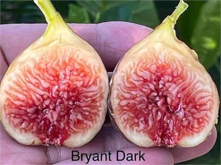 Philodendron Bryant Dark Unrooted Cutting 3+ Nodes Over 8 Inches Long Rare Aroid Plant